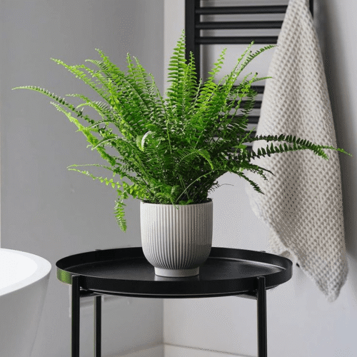 Boston Fern-min