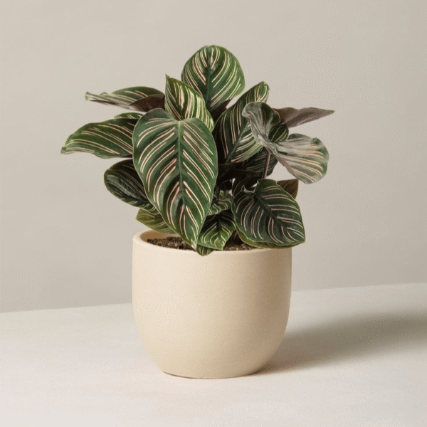 Calathea-min Calathea-min