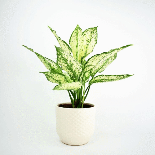 Chinese Evergreen-min
