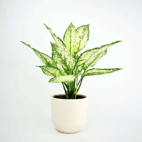 Chinese Evergreen-min