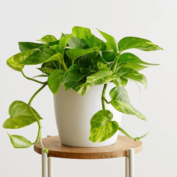 Pothos-min