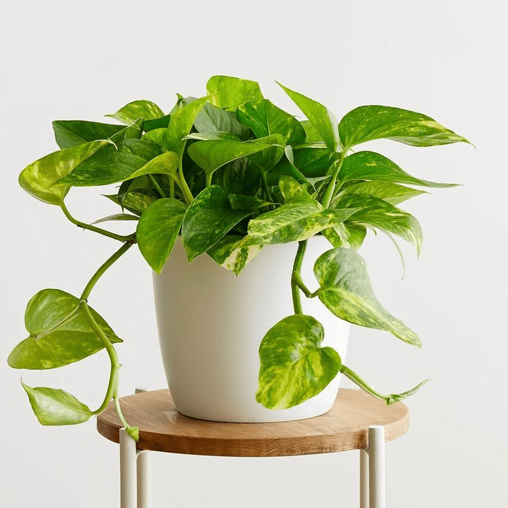 Pothos-min